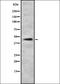 Mitogen-Activated Protein Kinase Kinase Kinase 15 antibody, orb337638, Biorbyt, Western Blot image 