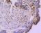 Cystatin C antibody, NBP2-67898, Novus Biologicals, Immunohistochemistry paraffin image 