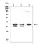 Farnesyl Diphosphate Synthase antibody, A01782-1, Boster Biological Technology, Western Blot image 
