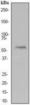 Lymphoid Enhancer Binding Factor 1 antibody, ab53293, Abcam, Western Blot image 