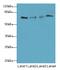 Phosphoglucomutase 2 Like 1 antibody, LS-B15243, Lifespan Biosciences, Western Blot image 