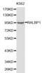 RalA Binding Protein 1 antibody, abx001054, Abbexa, Western Blot image 