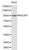 RALBP1 antibody, abx001054, Abbexa, Western Blot image 