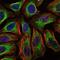 Cbl Proto-Oncogene antibody, GTX60481, GeneTex, Immunofluorescence image 