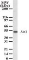 AKT Serine/Threonine Kinase 3 antibody, NB100-56345, Novus Biologicals, Western Blot image 