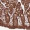 Ankyrin Repeat Domain 10 antibody, HPA038879, Atlas Antibodies, Immunohistochemistry frozen image 