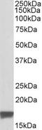 Translocator protein antibody, EB07387, Everest Biotech, Western Blot image 