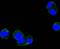 Protein Tyrosine Kinase 2 antibody, A00151Y397-1, Boster Biological Technology, Immunocytochemistry image 