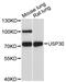 Ubiquitin Specific Peptidase 30 antibody, LS-C747934, Lifespan Biosciences, Western Blot image 