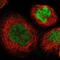 Kruppel Like Factor 4 antibody, NBP1-83940, Novus Biologicals, Immunofluorescence image 