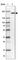 Early Endosome Antigen 1 antibody, HPA038158, Atlas Antibodies, Western Blot image 