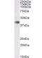 Cyclin Dependent Kinase 9 antibody, orb400112, Biorbyt, Western Blot image 