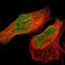 Eukaryotic Translation Initiation Factor 2B Subunit Beta antibody, NBP1-84877, Novus Biologicals, Immunofluorescence image 