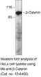 Catenin Beta 1 antibody, 13-8400, Invitrogen Antibodies, Western Blot image 