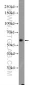 Cytochrome P450 Family 27 Subfamily A Member 1 antibody, 14739-1-AP, Proteintech Group, Western Blot image 