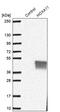 Homeobox A11 antibody, PA5-57341, Invitrogen Antibodies, Western Blot image 