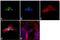 GLIS Family Zinc Finger 1 antibody, 720032, Invitrogen Antibodies, Immunofluorescence image 