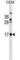 Chromosome 2 Open Reading Frame 83 antibody, abx030207, Abbexa, Western Blot image 