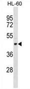 Tektin 1 antibody, AP54216PU-N, Origene, Western Blot image 