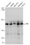 Euchromatic Histone Lysine Methyltransferase 2 antibody, PA5-78347, Invitrogen Antibodies, Western Blot image 
