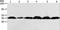 Apurinic/Apyrimidinic Endodeoxyribonuclease 1 antibody, LS-C403813, Lifespan Biosciences, Western Blot image 