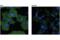Solute Carrier Family 3 Member 2 antibody, 94274S, Cell Signaling Technology, Immunofluorescence image 