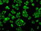 Cytochrome P450 Oxidoreductase antibody, LS-C114708, Lifespan Biosciences, Immunofluorescence image 
