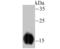 Fatty Acid Binding Protein 3 antibody, NBP2-75485, Novus Biologicals, Western Blot image 
