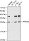 Ring Finger Protein 166 antibody, 23-487, ProSci, Western Blot image 
