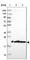 Transmembrane Protein 126A antibody, HPA046648, Atlas Antibodies, Western Blot image 