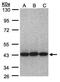 Eukaryotic Translation Initiation Factor 3 Subunit H antibody, NBP1-31572, Novus Biologicals, Western Blot image 