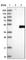 NGG1 Interacting Factor 3 Like 1 antibody, HPA036335, Atlas Antibodies, Western Blot image 