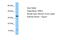 T Cell Receptor Beta Constant 2 antibody, ARP79170_P050, Aviva Systems Biology, Western Blot image 