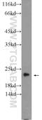 ADP Ribosylation Factor Like GTPase 8A antibody, 17060-1-AP, Proteintech Group, Western Blot image 