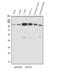 Ubiquitin carboxyl-terminal hydrolase 16 antibody, A05795, Boster Biological Technology, Western Blot image 