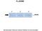 Protein O-Mannose Kinase antibody, PA5-43488, Invitrogen Antibodies, Western Blot image 