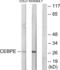 CCAAT Enhancer Binding Protein Delta antibody, abx013503, Abbexa, Western Blot image 