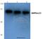 Protein Kinase AMP-Activated Catalytic Subunit Alpha 1 antibody, A00994-4, Boster Biological Technology, Western Blot image 