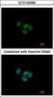 Grainyhead Like Transcription Factor 1 antibody, GTX120595, GeneTex, Immunocytochemistry image 