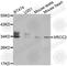 X-Ray Repair Cross Complementing 2 antibody, A1800, ABclonal Technology, Western Blot image 