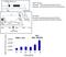 Lysine Acetyltransferase 5 antibody, MA1-71512, Invitrogen Antibodies, Chromatin Immunoprecipitation image 