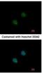 Decapping Exoribonuclease antibody, NBP1-33509, Novus Biologicals, Immunocytochemistry image 