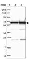 Bridging Integrator 2 antibody, PA5-58486, Invitrogen Antibodies, Western Blot image 