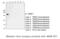 TNF Receptor Associated Factor 1 antibody, ADI-AAM-421-E, Enzo Life Sciences, Western Blot image 