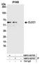 Chloride Channel CLIC Like 1 antibody, NBP2-60705, Novus Biologicals, Western Blot image 