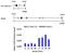 Protein Phosphatase, Mg2+/Mn2+ Dependent 1A antibody, PA5-29275, Invitrogen Antibodies, Chromatin Immunoprecipitation image 
