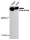 Protein Kinase, DNA-Activated, Catalytic Subunit antibody, STJ99134, St John