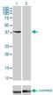 Serine/Threonine/Tyrosine Kinase 1 antibody, H00055359-M01, Novus Biologicals, Western Blot image 