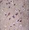 Phosphatase And Actin Regulator 3 antibody, LS-C163558, Lifespan Biosciences, Immunohistochemistry paraffin image 