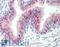 Zinc Finger DHHC-Type Containing 13 antibody, LS-B10282, Lifespan Biosciences, Immunohistochemistry frozen image 